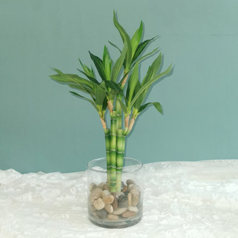 Aquarium Marine Plants - New 40cm Artificial Lucky Bamboo Succulent